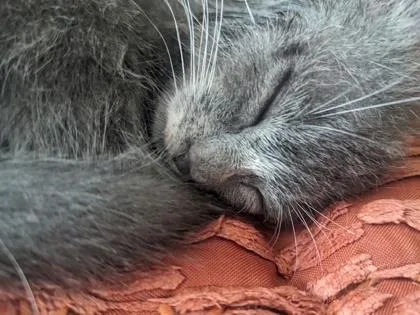 A baby small-sized female Domestic Short Hair cat named Bramble for adoption in Lawrenceville, GA