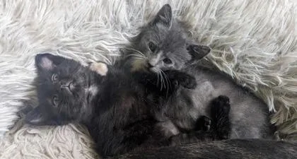 Bramble thumbnail 2