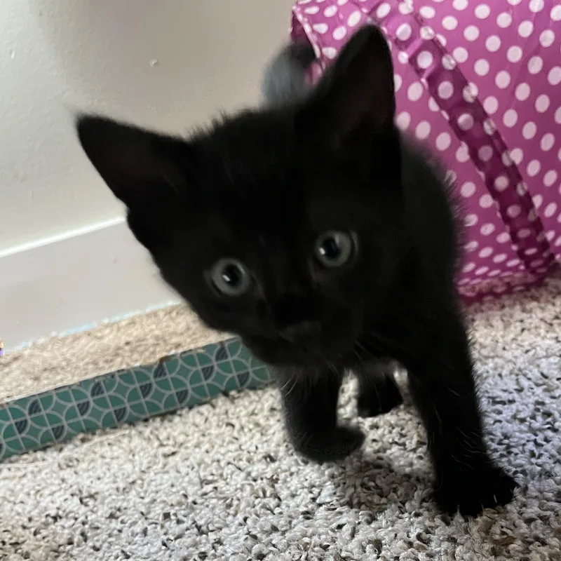 A baby small-sized female Black Domestic Short Hair cat named Canyon for adoption in Grand Rapids, MI
