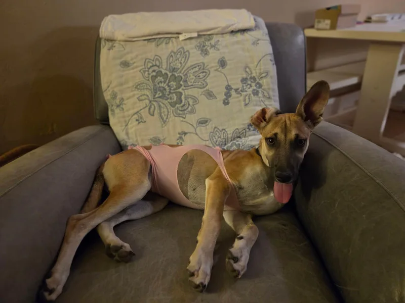 A young medium-sized female Chihuahua dog named Azul for adoption in Tucson, AZ