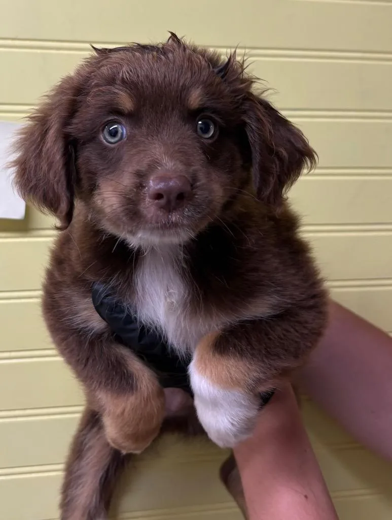 Oscar