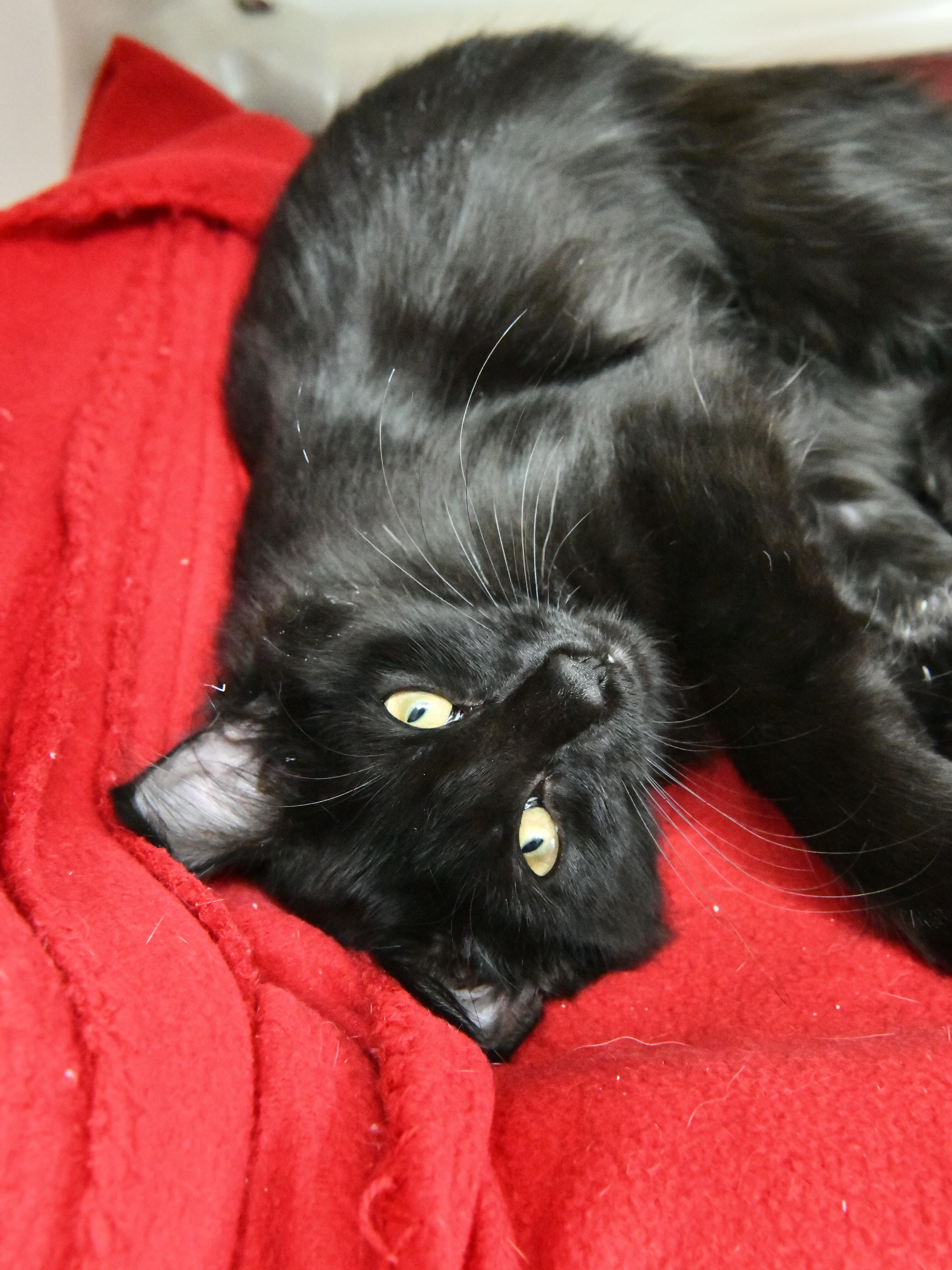 A young medium-sized female Black Domestic Medium Hair cat named Blackberry for adoption in Fairhope, AL