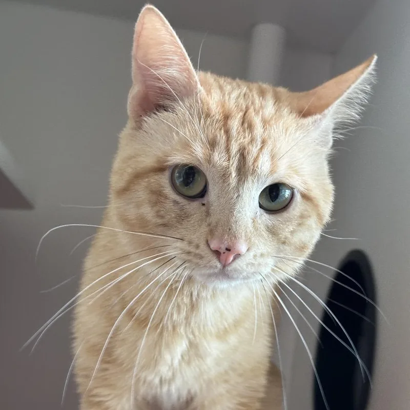An adult medium-sized male Orange / Red Domestic Medium Hair cat named Fisher for adoption in Matteson, IL