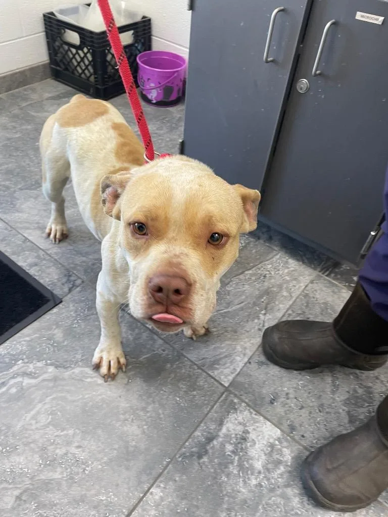 A young medium-sized female Mixed Breed dog named Tinkerbell for adoption in Oxford, NC