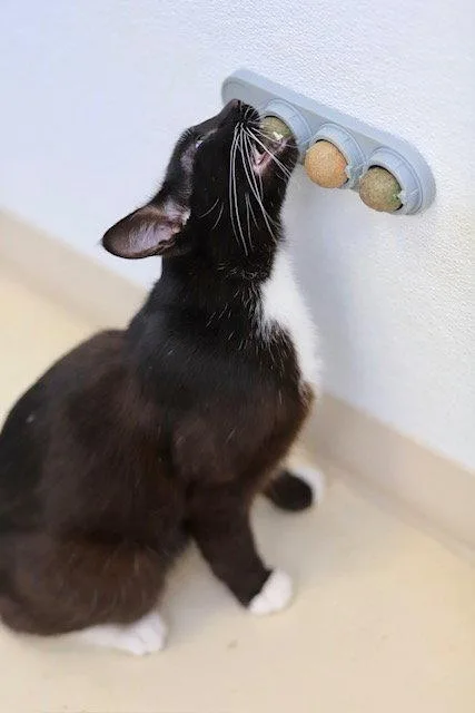 A young small-sized male Black & White / Tuxedo Domestic Short Hair cat named Pablo for adoption in Webster, WI