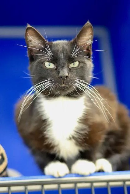 Pablo thumbnail 2