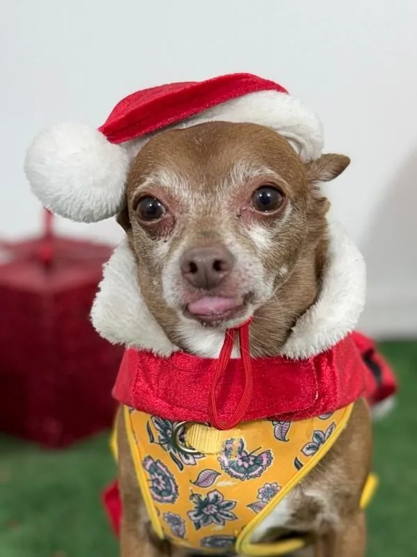 A senior small-sized male Brown / Chocolate Chihuahua dog named Bruce Willis for adoption in Carlsbad, CA