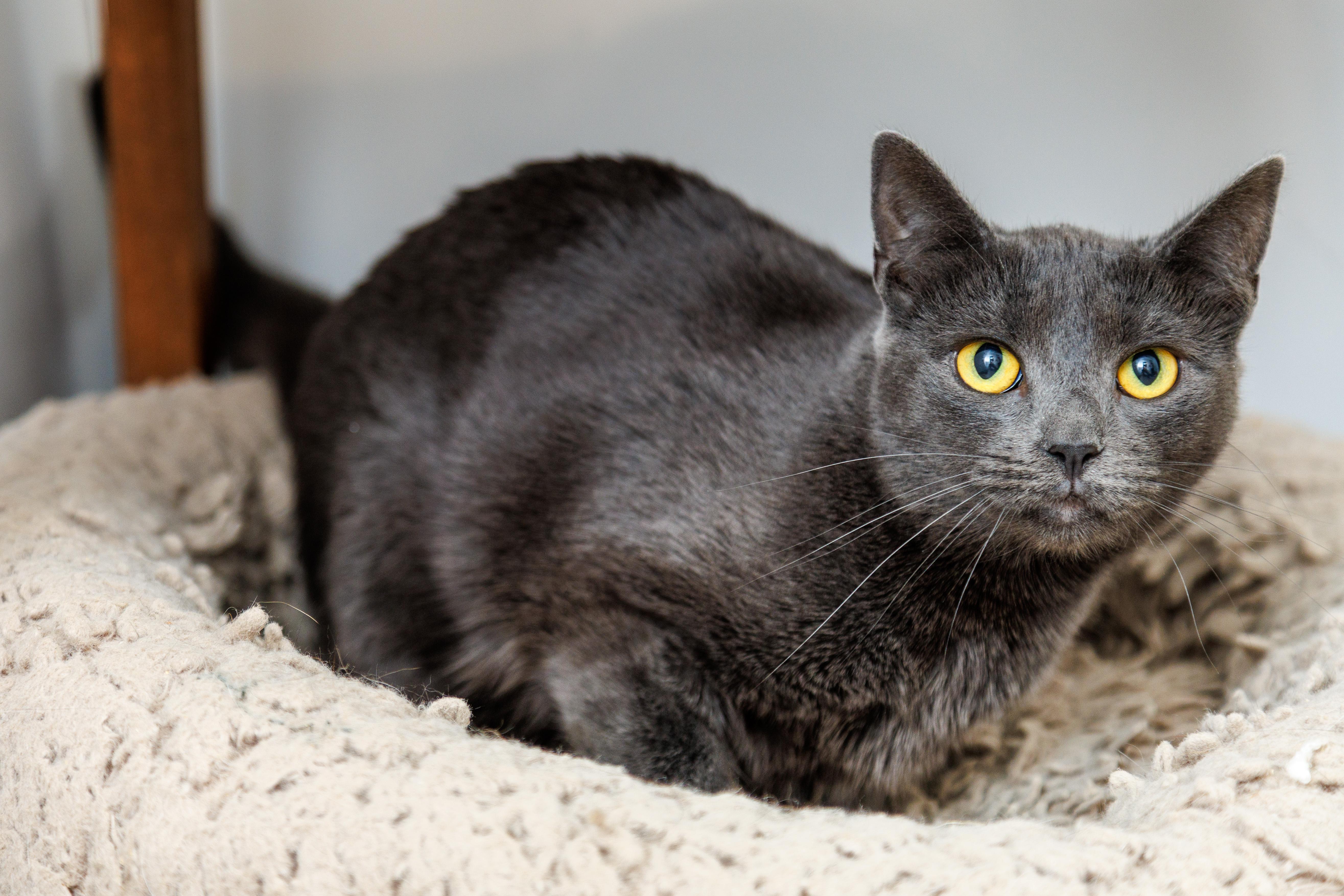 A young small-sized female Domestic Short Hair cat named Eclipse for adoption in Chester Springs, PA