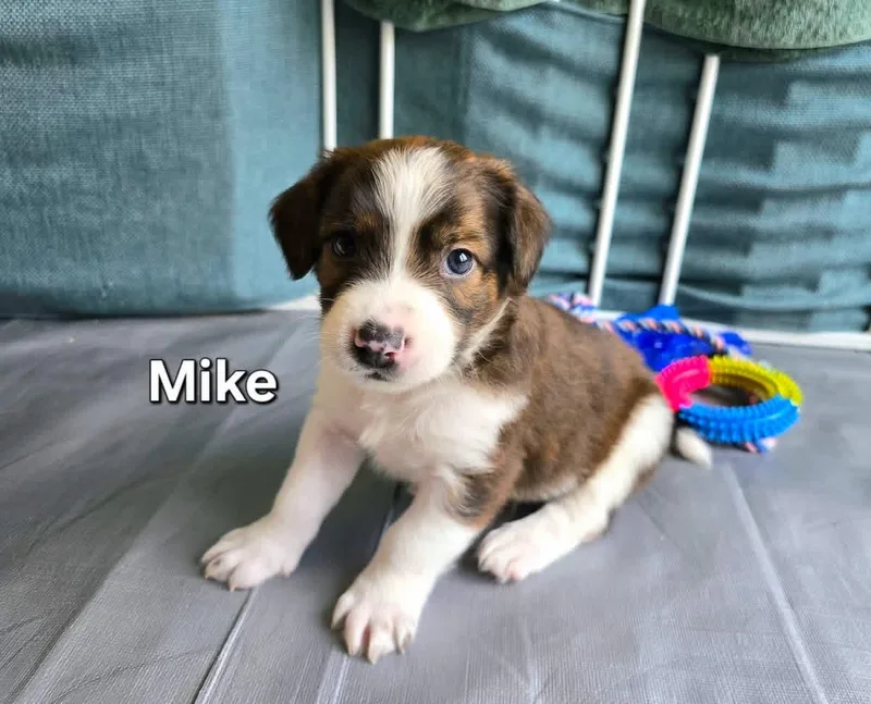 Mike thumbnail 3