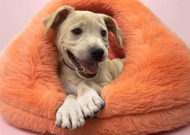 A young medium-sized male Labrador Retriever dog named Caramel for adoption in Fort Lauderdale, FL