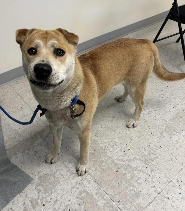A young large-sized male Shiba Inu dog named Killian for adoption in Salt Lake City, UT