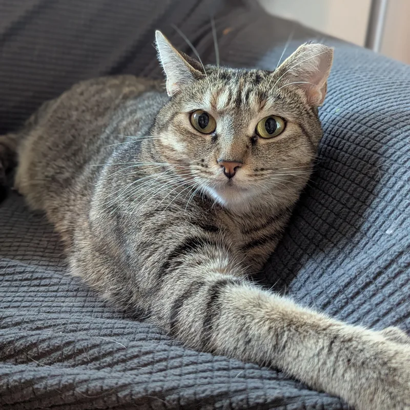 An adult medium-sized female Tabby (Buff / Tan / Fawn) Domestic Short Hair cat named Millie for adoption in Charlotte, NC