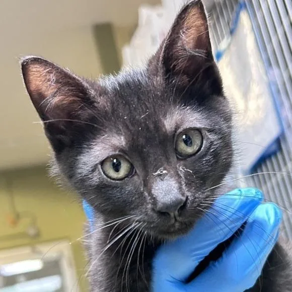 A baby small-sized male Domestic Short Hair cat named Kev for adoption in Baltimore, MD
