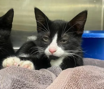 A baby small-sized female Domestic Short Hair cat named Coraline for adoption in Hobart, IN