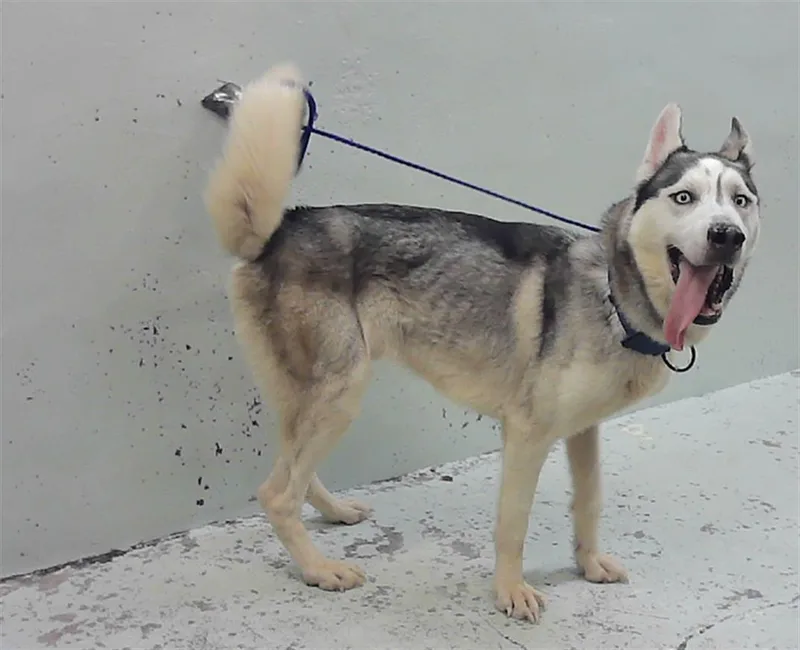 An adult large-sized male Husky dog named Yoga for adoption in Houston, TX