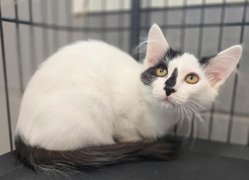 A baby medium-sized male Black Domestic Medium Hair cat named Fumble for adoption in Gainesville, TX