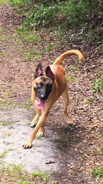 A young medium-sized male Belgian Shepherd / Malinois dog named Bruce for adoption in Palm Coast, FL