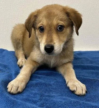 A young large-sized male Cattle Dog dog named Rocket for adoption in Phoenix, AZ