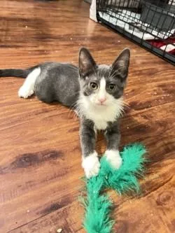 A baby medium-sized male Gray & White Domestic Short Hair cat named Pete for adoption in Mesa, AZ