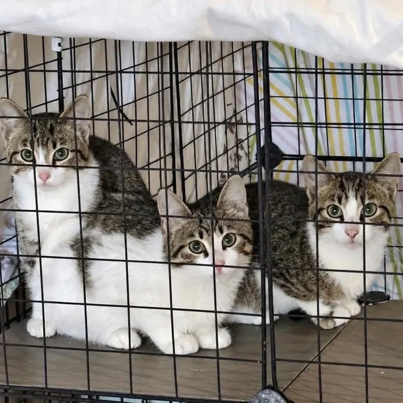 A baby medium-sized female White Domestic Short Hair cat named Bizzy for adoption in Wadena, MN
