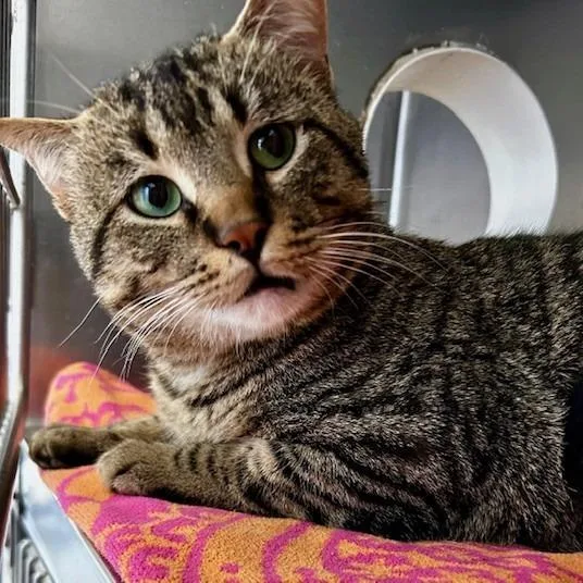 A young medium-sized male Gray / Blue / Silver American Shorthair cat named Clover for adoption in Poplar Bluff, MO