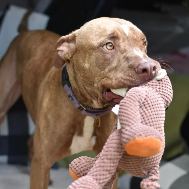 A young medium-sized male Red / Chestnut / Orange Mixed Breed dog named Chance for adoption in Cleveland, TX