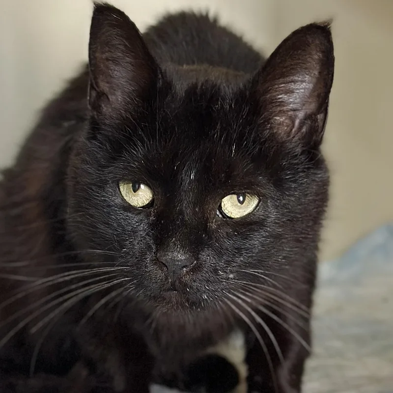 An adult medium-sized female Black Domestic Short Hair cat named Portia for adoption in Victor, NY