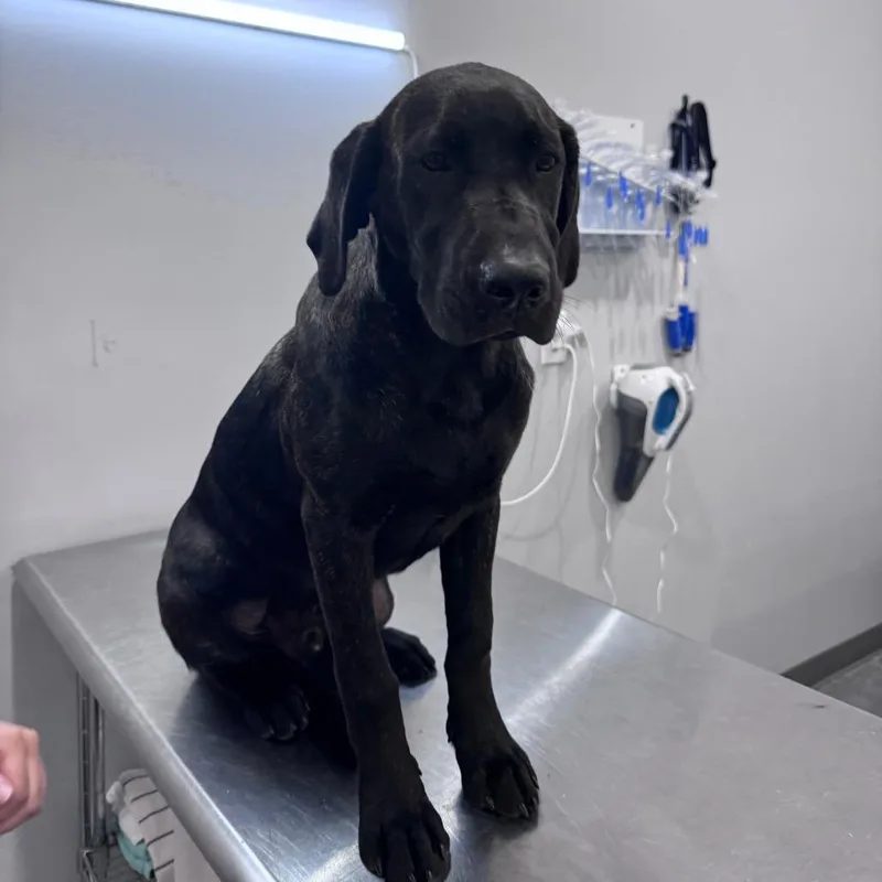 A baby large-sized male Black Labrador Retriever dog named Curly for adoption in Fairmont, WV