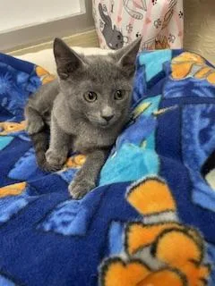 Elsa