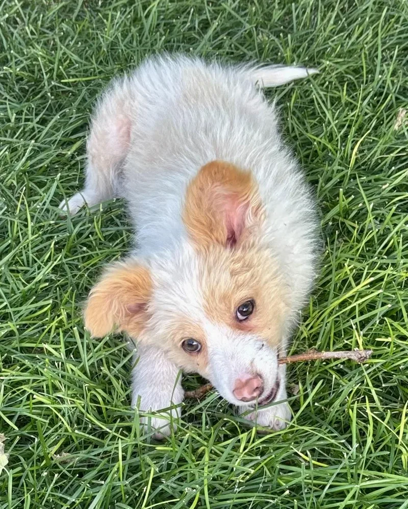 A baby medium-sized female Yellow / Tan / Blond / Fawn Border Collie dog named Ivory for adoption in Chinle, AZ
