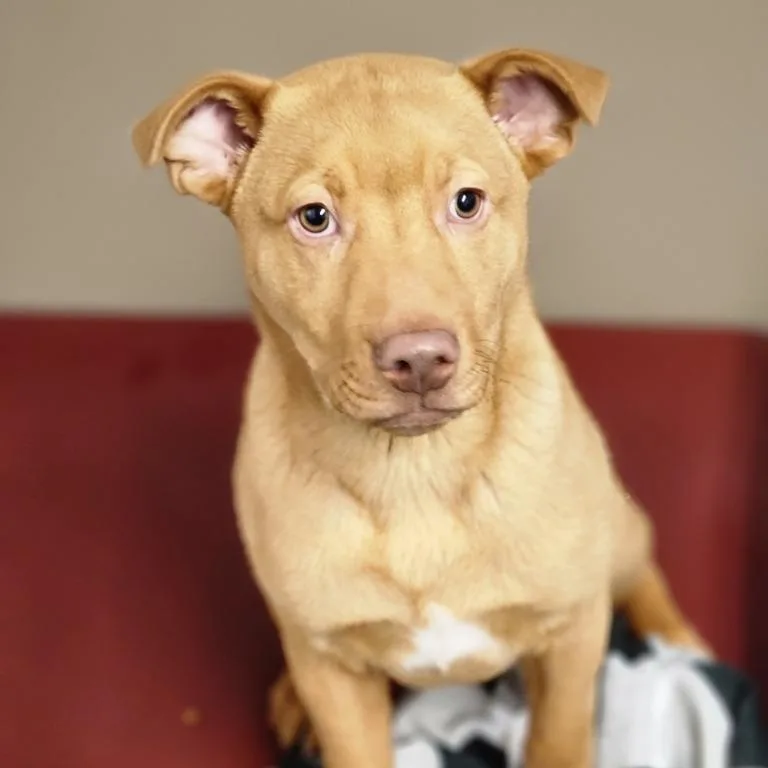 A baby large-sized male Red / Chestnut / Orange Labrador Retriever dog named Pill Pocket for adoption in House Springs, MO