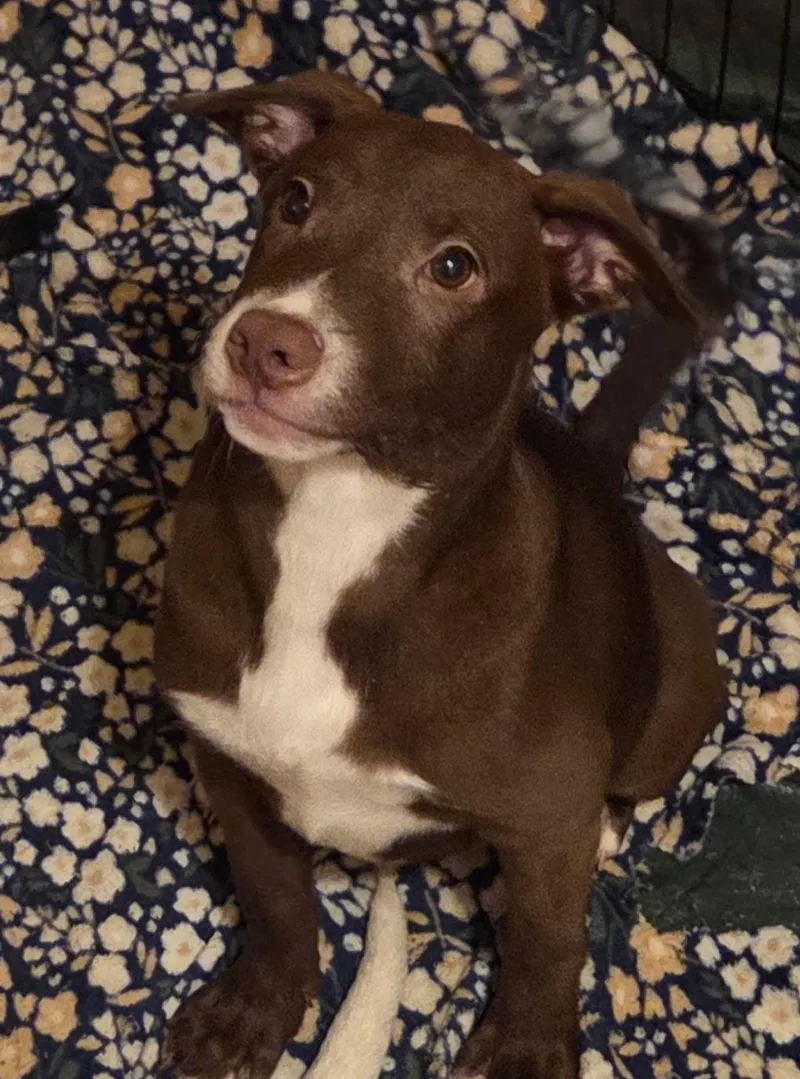 A baby small-sized male Chihuahua dog named Murphy for adoption in Fosters, AL