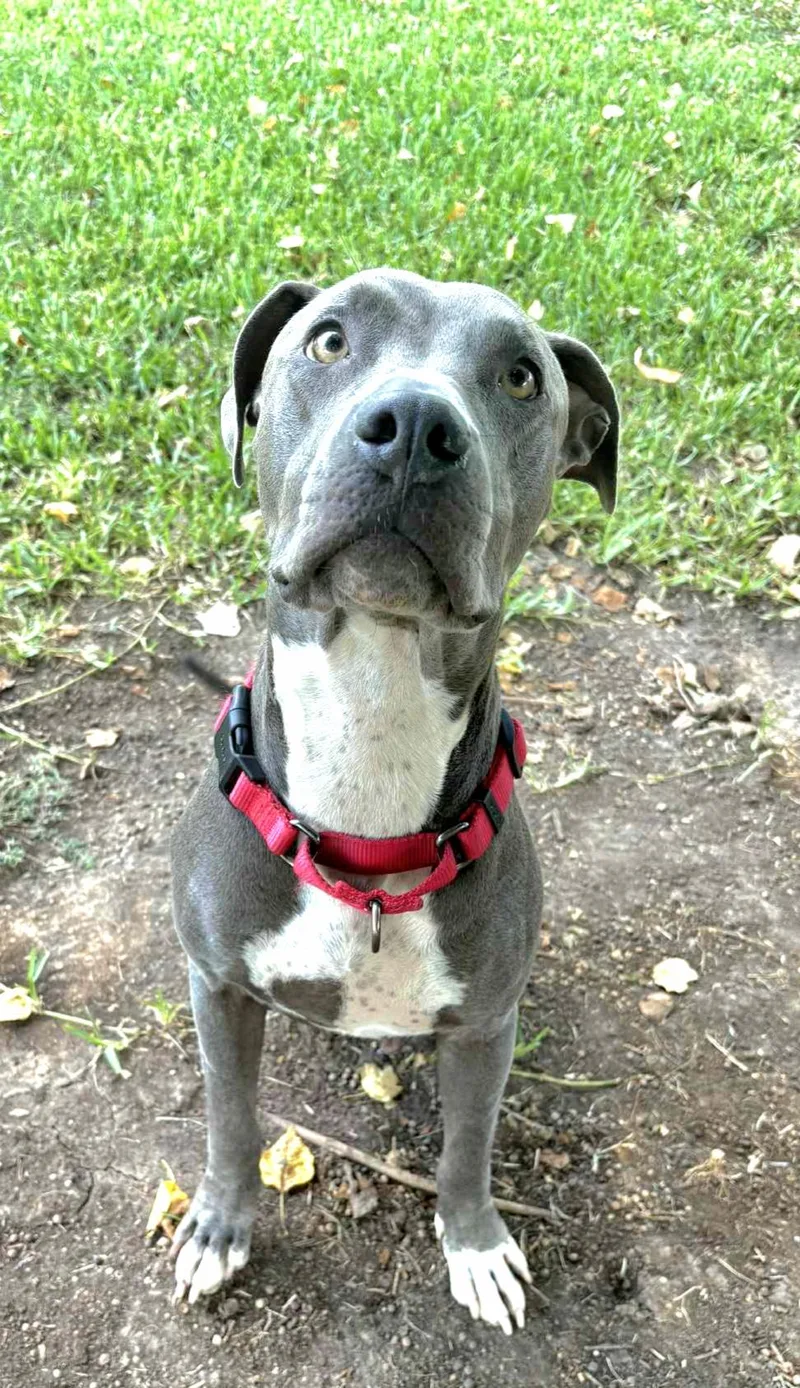 An adult large-sized female Gray / Blue / Silver American Bully dog named Bella for adoption in Dickinson, TX