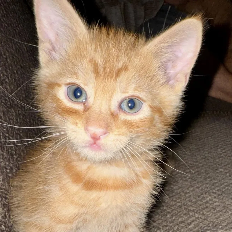 A baby medium-sized female Domestic Short Hair cat named Corn Nut for adoption in Lincoln, CA