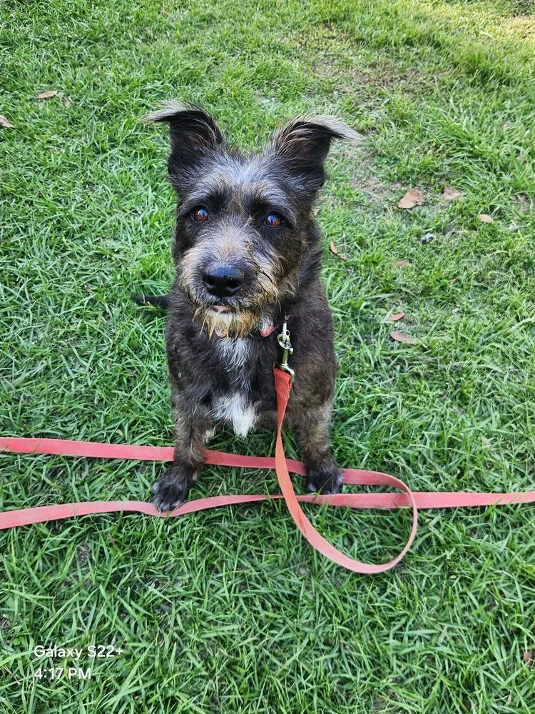 An adult medium-sized female Terrier dog named Oceana for adoption in Silsbee, TX