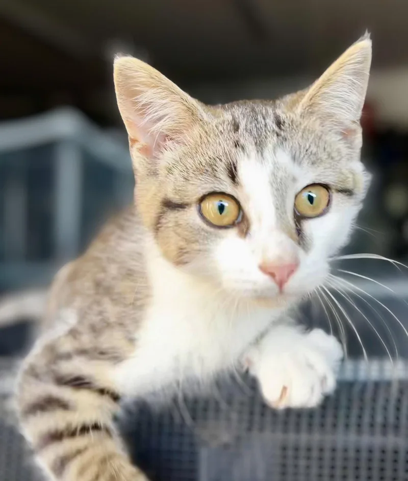 A young medium-sized male Domestic Short Hair cat named King Julien  Meet for adoption in Elkins, WV