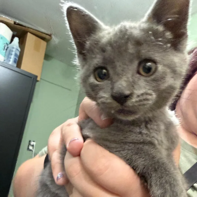 A baby small-sized male Gray / Blue / Silver Russian Blue cat named Jagar for adoption in Ferndale, WA