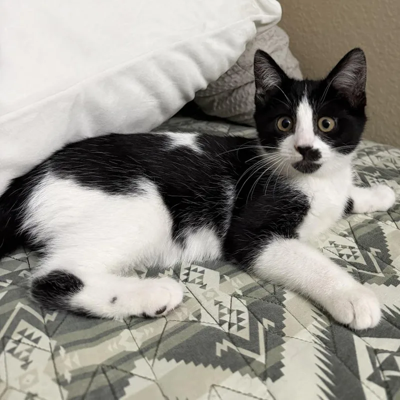 A baby small-sized female White Domestic Short Hair cat named Spot for adoption in Riverside, CA