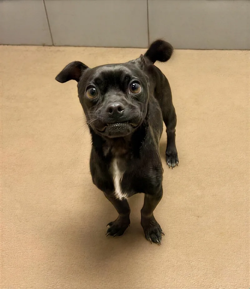 An adult small-sized male Black Mixed Breed dog named Bosco for adoption in Nashville, TN