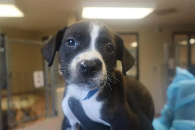 A baby small-sized male Mixed Breed dog named Maverick for adoption in Columbia, SC