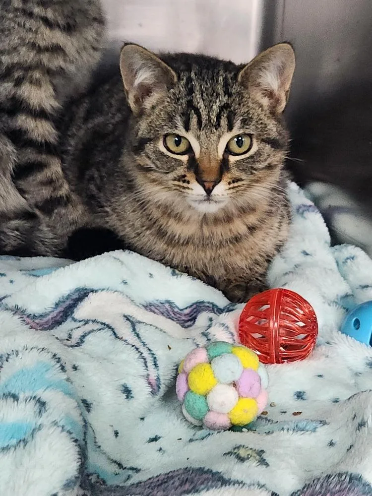A baby medium-sized male Tabby (Brown / Chocolate) Domestic Short Hair cat named Montana for adoption in Westfield, WI