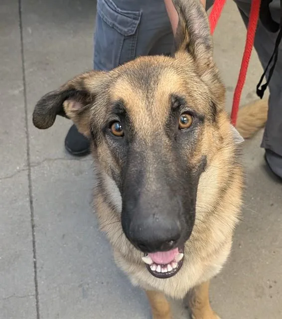 A young large-sized male German Shepherd Dog dog named Mijo for adoption in Tucson, AZ