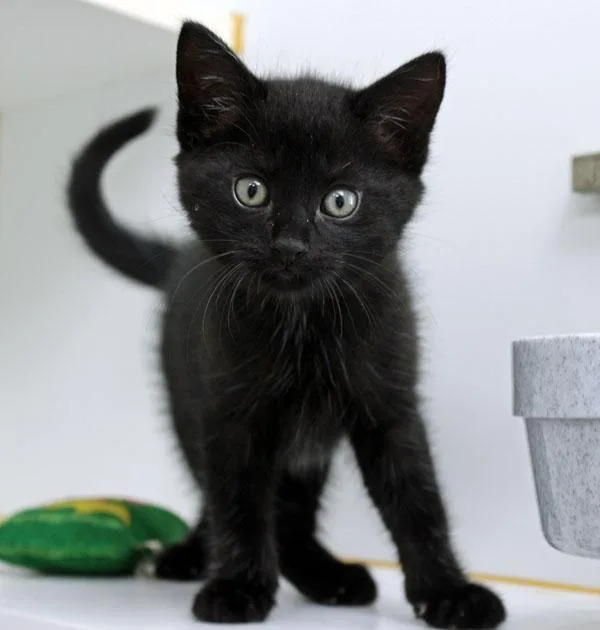A baby small-sized male Black Domestic Short Hair cat named Moo Quack for adoption in Mansfield, MA