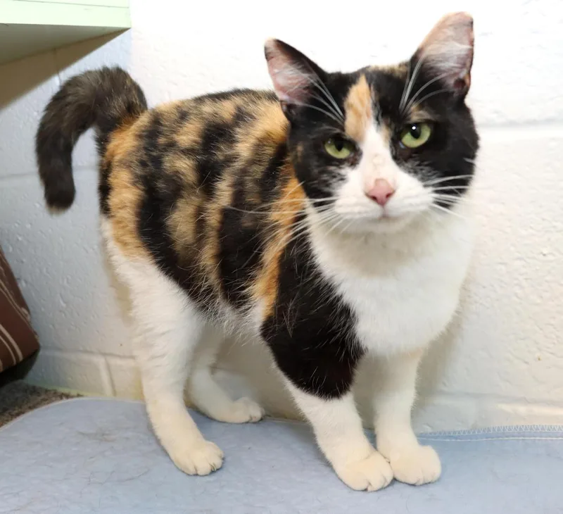 A young medium-sized female Calico cat named Cali for adoption in Euclid, OH
