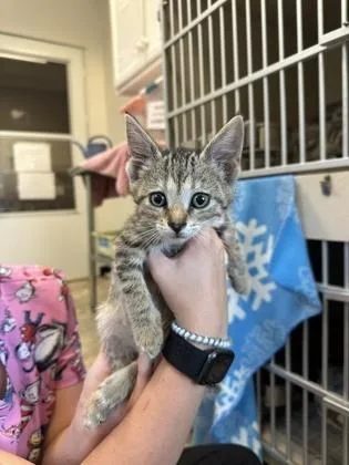 A young small-sized male Domestic Short Hair cat named Orca for adoption in King William, VA
