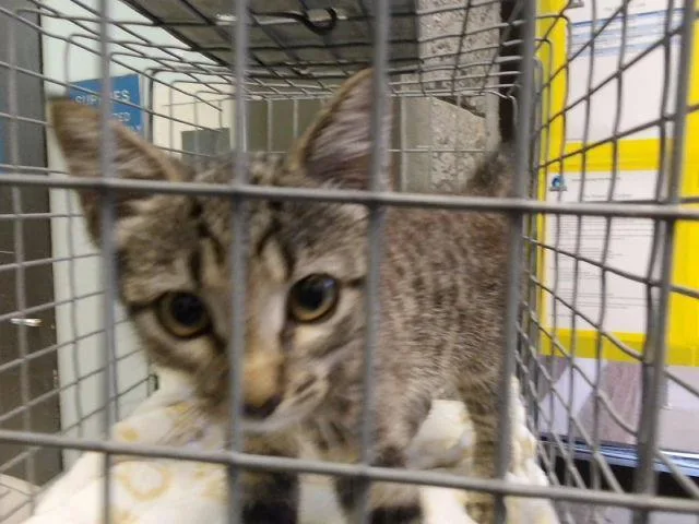 A baby small-sized female Domestic Short Hair cat named Juniper for adoption in Tulsa, OK