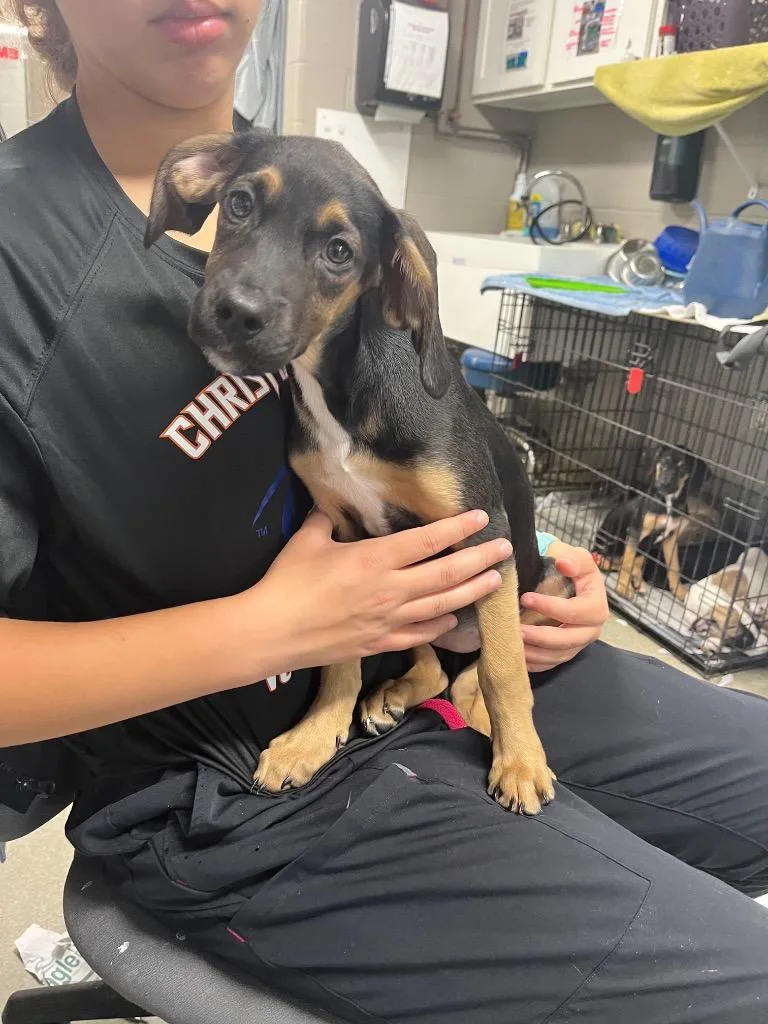 A baby medium-sized female Hound dog named Hazel for adoption in Hopkinsville, KY