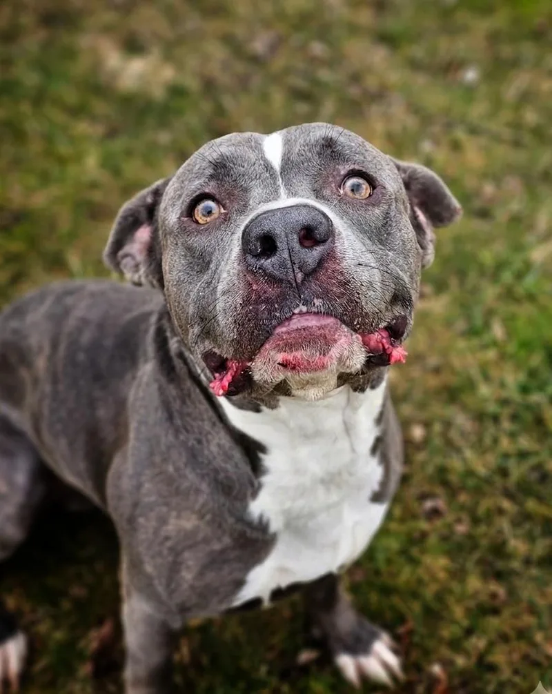 An adult medium-sized male Brindle Pit Bull Terrier dog named Hank for adoption in Bay City, MI