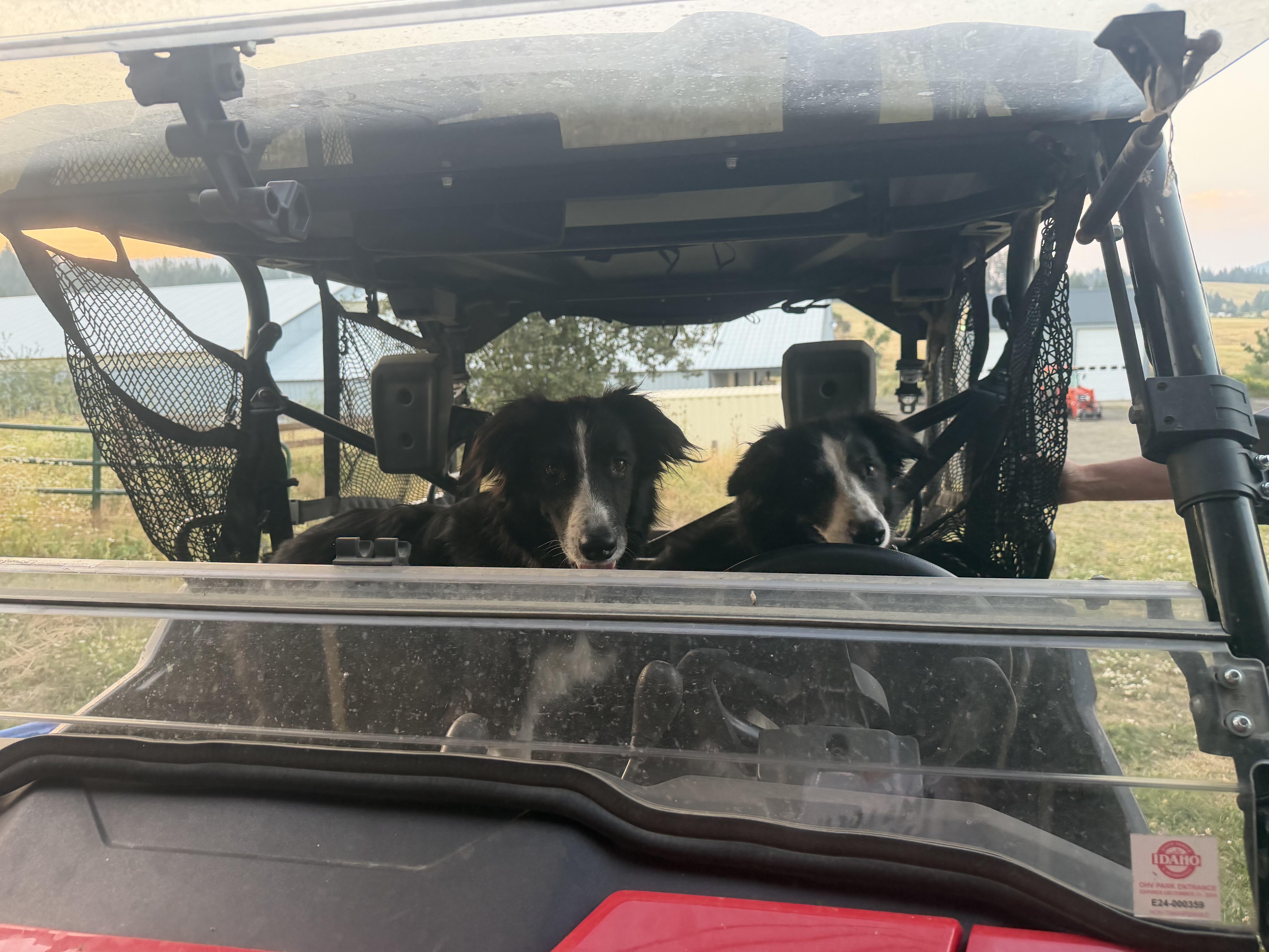 An adult medium-sized female Border Collie dog named Bo and Blu for adoption in Plummer, ID