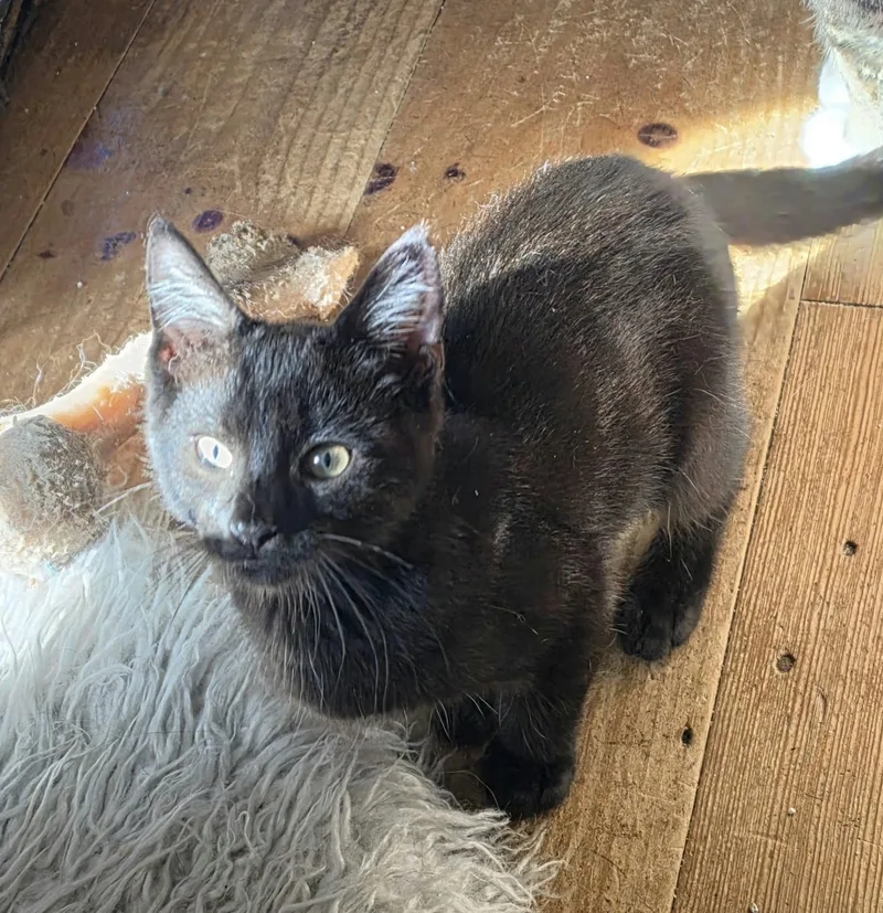 A young medium-sized male Domestic Short Hair cat named Purrcy for adoption in Belchertown, MA